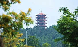 Ngất ngây hoa giáng hương khoe sắc trên 'tọa độ lửa' Ngã ba Đồng Lộc