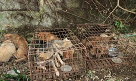 Bắt ổ nhóm trộm chó do cặp đôi nam nữ cầm đầu