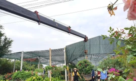 Làng hoa lớn nhất TP. Vinh gom hàng vụ Tết, dùng cần cẩu chuyển cây