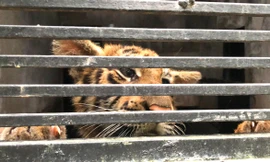 Xem chăm ‘chúa sơn lâm’ như chăm con mọn ngày Tết