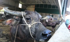 Đến chợ trâu bò lớn nhất Bắc Trung Bộ xem nườm nượp kẻ bán người mua 'tuyển hàng'