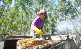 Đời du mục, 'bỏ nhà' theo đàn ong lấy mật