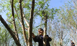 'Thủ phủ' đào đá giá tiền triệu nhộn nhịp vào vụ Tết