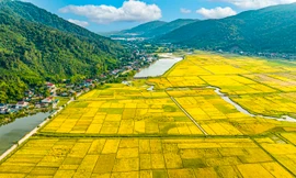 'Bay' trên những cánh đồng lúa chín vàng đẹp như tranh