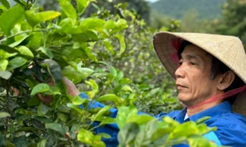 Nghề hái lá cây bán tiền triệu dưới chân núi Thiên Nhẫn