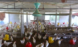 Lắp quạt trần, máy phun sương giảm nhiệt cho gà ngày nắng nóng