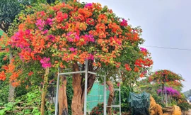 Hoa giấy ngũ sắc hàng chục triệu đồng chơi Tết