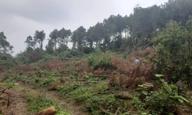 Cận cảnh hàng trăm gốc thông lâu năm trong rừng phòng hộ bị đốn hạ ngổn ngang