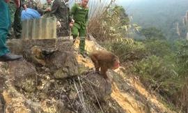 Giải cứu 2 cá thể khỉ mặt đỏ nguy cấp quý hiếm về tự nhiên