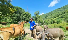 Kỹ sư nông nghiệp 'gác' bằng đại học lên núi chăn nuôi