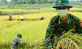 Bộ đội Biên phòng xuống ruộng gặt lúa giúp dân