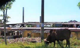 'Đất vàng' giữa trung tâm thành nơi... chăn bò, đổ rác