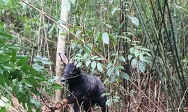 Giải cứu cá thể sơn dương quý hiếm dính bẫy trong rừng sâu