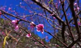 Lên 'cổng trời' ngắm hoa đào bung nở