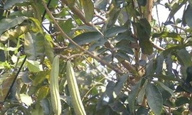 Cây núc nác chống viêm da, trị ho viêm họng