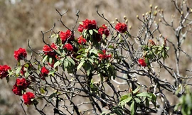 'Săn' khoảnh khắc ở đỉnh Fansipan