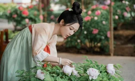 Quốc Sắc Phương Hoa: Dương Tử lập công giúp hoa mẫu đơn cháy hàng mùa Tết
