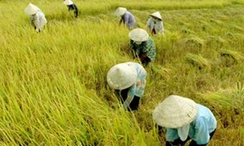 Miền Bắc thu hoạch lúa chậm, miền Nam lúa được giá