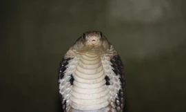 Đột nhập làng nuôi rắn hổ chúa