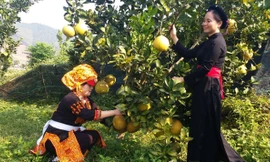 Phụ nữ đồng bào dân tộc huyện Sơn Động (Bắc Giang) giúp nhau giảm nghèo bền vững.