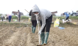 Nông dân Bắc Giang hồ hởi xuống đồng ngày đầu năm. Ảnh: Nguyễn Thắng