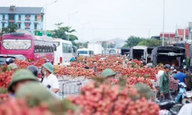 Một "đặc sản" của chợ vải thiều ở tỉnh Bắc Giang nằm dọc quốc lộ 31 là tắc đường vào đầu giờ sáng, khi có hàng nghìn người dân chở vải bán ở các điểm cân.