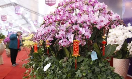 Ngắm chậu hoa lan dát vàng giá hơn 1,6 tỷ đồng ở Bắc Giang