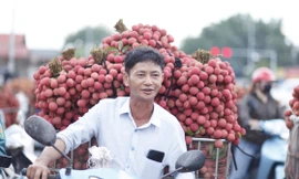 Doanh nghiệp FDI mua hàng chục tấn vải thiều/ngày. Ảnh: Nguyễn Thắng
