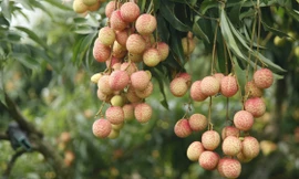 Hiếm hoi vườn vải thiều trĩu quả trong năm Bắc Giang mất mùa