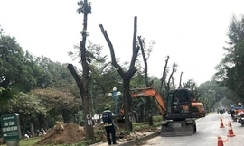 Phân luồng giao thông đánh chuyển cây xanh, mở rộng đường Hoàng Quốc Việt 