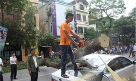 Cty Công viên Cây xanh tự ý cho người treo lên ô tô cưa, chặt cây đỗ khi chưa làm biên bản ghi nhận hiện trường. Ảnh người dân chụp lại