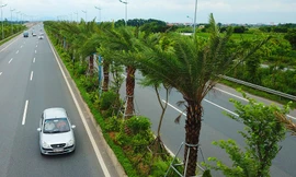 Cây xanh được trồng mới trên đường Võ Nguyên Giáp.