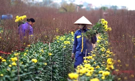 Cúc Nhật Tân khoe sắc bên hoa đào.