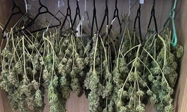 Cần sa phát hiện trong nhà đối tượng.