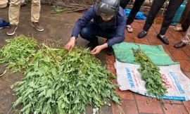 Số lượng lớn cây thuốc phiện bị phát hiện. Ảnh ANTĐ