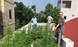 9X ở Hà Nội mở 'nông trại' cần sa trên mái nhà