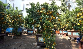 60 triệu đồng chậu bưởi chơi Tết: Khách ký tên đặt tiền trước cả tháng