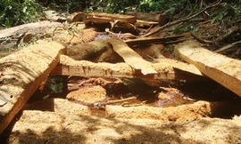 Trùm lâm tặc là em trai Hạt trưởng Kiểm lâm