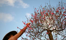 Tết của những chàng rể Việt