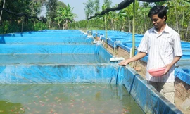 Cử nhân cá kiểng