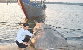 Bắt được cá 'lạ' nặng hơn một tấn