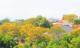 Thành phố Gia Nghĩa tràn ngập sắc vàng
