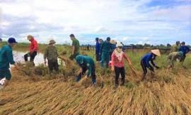 Nhiều diện tích lúa bị ngập gây thiệt hại