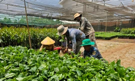 Giá cà phê lập kỷ lục chưa từng có, cây giống cũng ‘nhảy múa’ theo