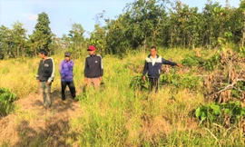 Khởi tố kẻ chủ mưu cùng nhóm phá 20.000m2 rừng ở Đắk Lắk