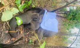 Một cá thể voi nhà 49 năm tuổi chết ở Đắk Lắk 