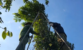 Vắt vẻo trên thang cao hái tiêu, nơm nớp lo sợ gặp nạn thương vong