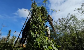 Nơm nớp sợ gặp nạn với việc 'ăn cơm dưới đất, làm việc trên cây'