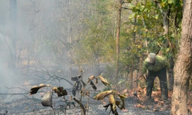 Nơm nớp lo 'giặc lửa' tấn công rừng khộp 'độc nhất vô nhị'