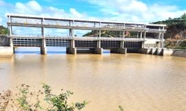 Hơn 200ha lúa ngập lụt giữa mùa khô bên công trình ngăn lũ 200 tỷ đồng